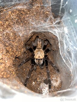 Cyriopagopus sp Bach ma (raritka) - 2