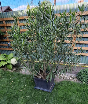 Predam Oleander vyska 150cm - 2