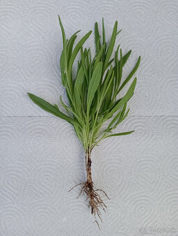 Levandula na predaj - 2