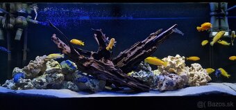 Akvarium Juwel RIO 240L + oase biomaster thermo 850 - 2