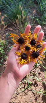 Sušená žltá rudbekia - 2