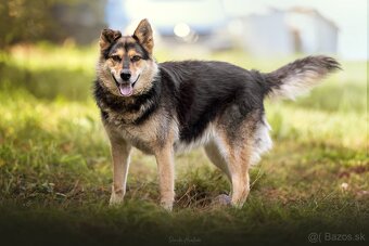 Darujem pokojnú chlpatú sučku Lindu - mix ovčiak / husky - 2
