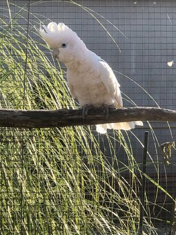 Kakadu šalamunsky - 2