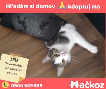 FEŠI - DARUJEM KOCURIKA / KOCÚRIK HLADÁ DOMOV - 2