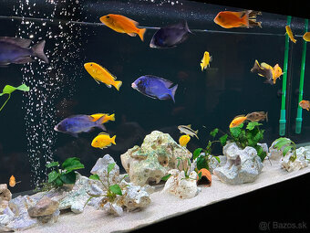 Akvárium - 2