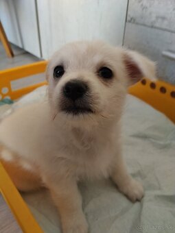 Darujem šteniatko - 2