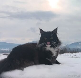 Mainska myvalia kocúr - 2