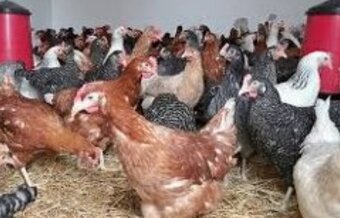 Mladé nosnice dominant - 2