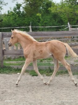 Azteca horse - 2