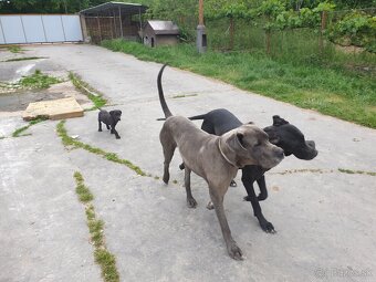 Nemecká doga - 2