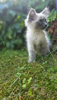 Ragdoll bez PP - 2