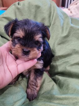 Yorkshire terrier - šteniatko psík - 2
