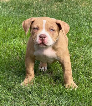 American bully - 2