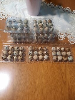 Prepeličie vajíčka 1ks-0,12€ - 2