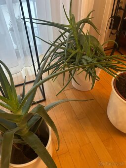 Aloe vera - 2