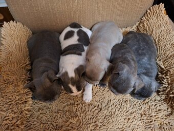 Francúzsky buldoček modrý - 2