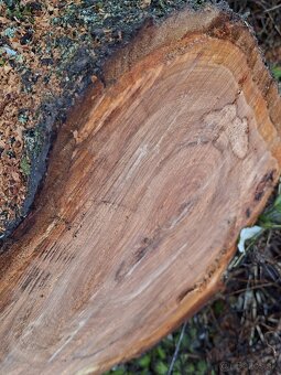 Čerešňová drevo - 2