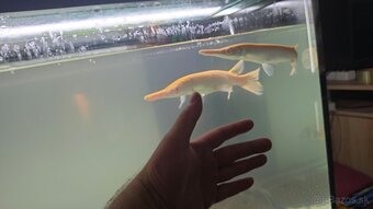 Atractosteus spatula - ALBINO - 2