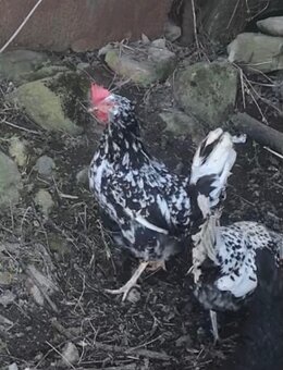 Leghorn - 2