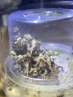 Acromyrmex lundii - 2