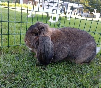 Francúzsky baran - 2