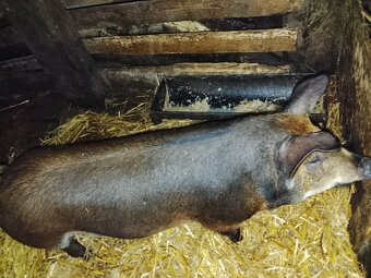 Durok X landrase - 2