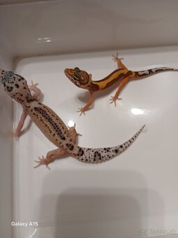 Gekončik nočny - 2