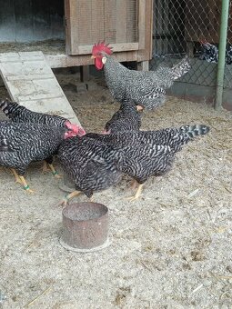 Predám násadové vajcia Vlaška - 2