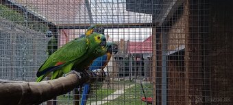 Amazonan modrocely - 2