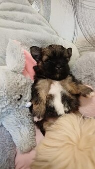 Lhasa Apso štěňátka s PP - 2