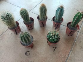 Kaktusy vyberte si podľa čísla 1ks/3,50€posta - 2
