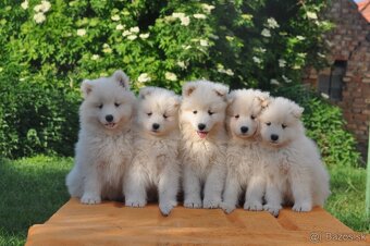 SAMOJED ŠTENIATKA S RODOKMEŇOM - 2