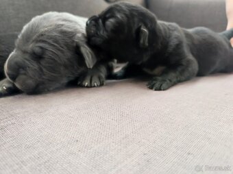 Cane Corso - 2