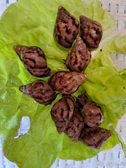 Africký slimák Lissachatina reticulata klasik - 2