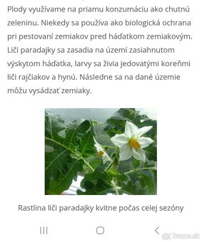 Liči paradajka rastlina - 2