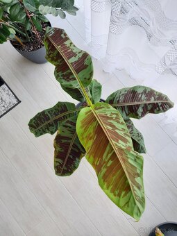 Musa sumatrana 'Zebrina Rojo' - 2