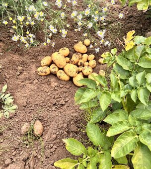 Farmárske zemiaky - 2