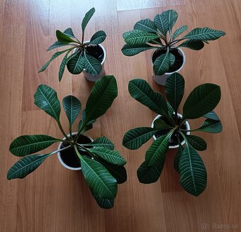 Euphorbia leuconeura - 2