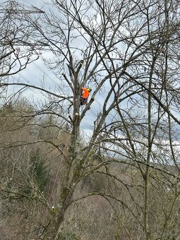 Výrub a ošetrovanie stromov - 2