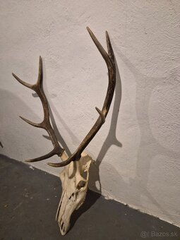 Trofej,parohy,zhody - 2