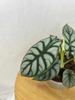 Alocasia Silver Dragon - 2