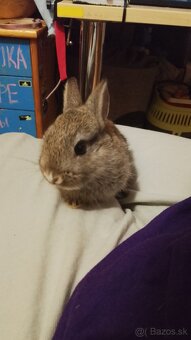 Predám zakrsleho kralička - 2