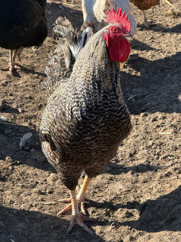 Ročné kohúty na predaj - 2