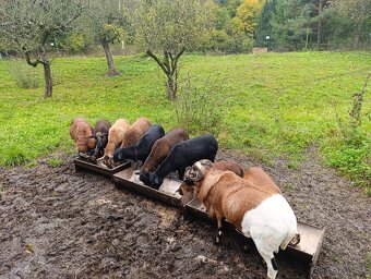 Kamerunské ovce - 2