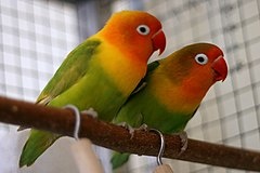 Kúpim 2 páry agapornis - 2