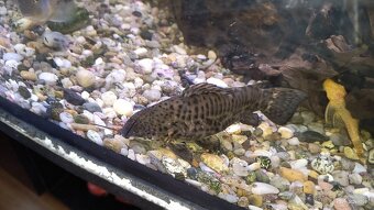 Akvarijne ryby - 2