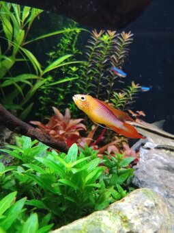 Apistogramma agasizi fire red - 2