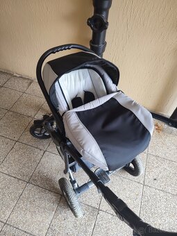 Camarelo malaga - 2