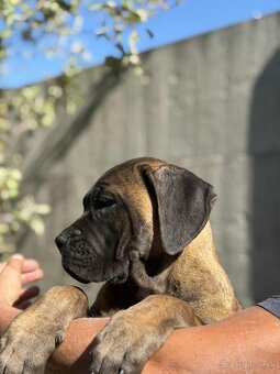 Cane corso s PP - 2