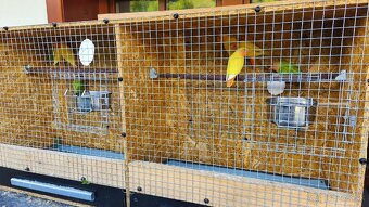 Agapornis ružovohrdlý - 2